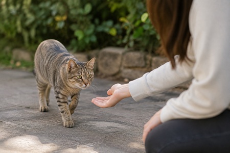 cat cautiously approaching a person outdoors